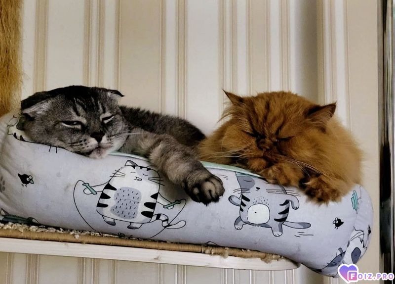 Все всем баюшки