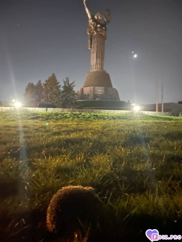 Ёжик не в тумане 