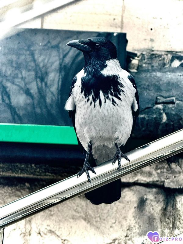 Большая васильковская