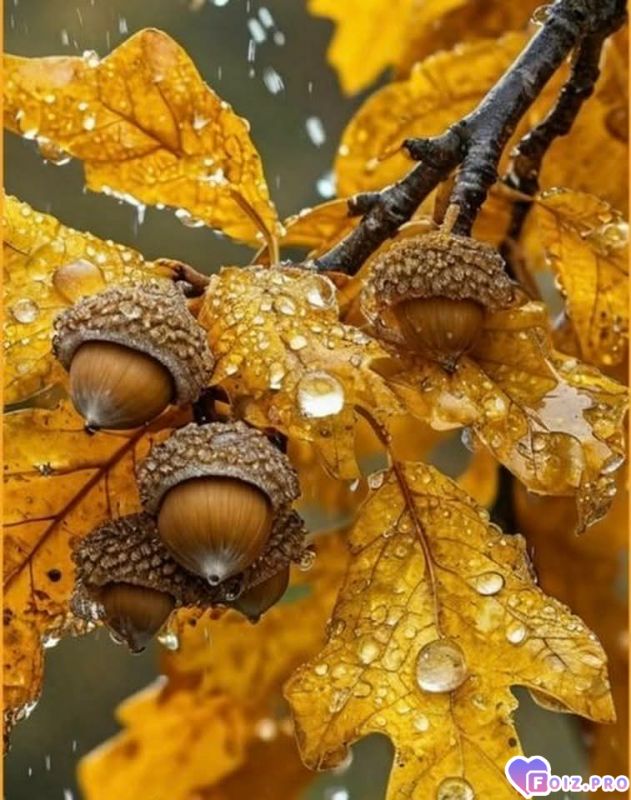 Парк Наталка