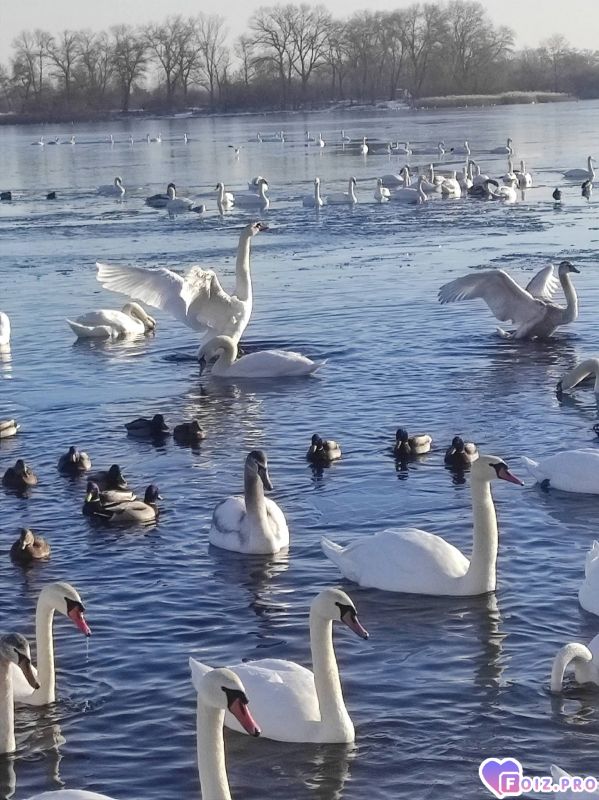 Лебеди прилетели