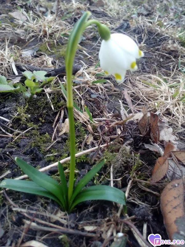 У дома моего