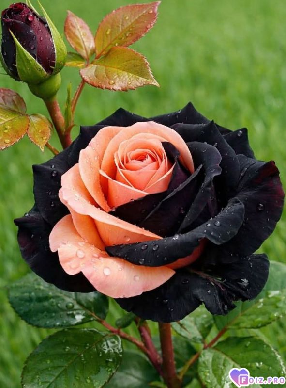 FB_IMG_1772008705634