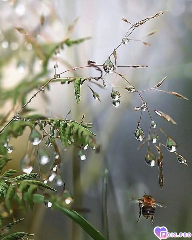 Капли дождя