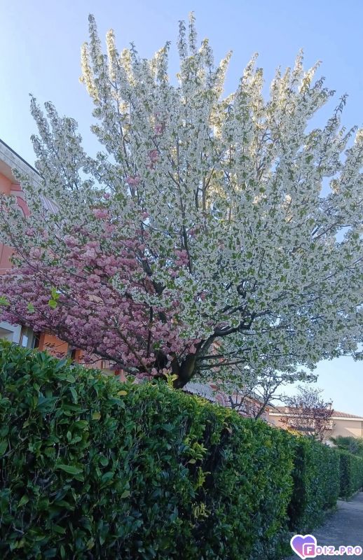 Аот такая аесна у нас