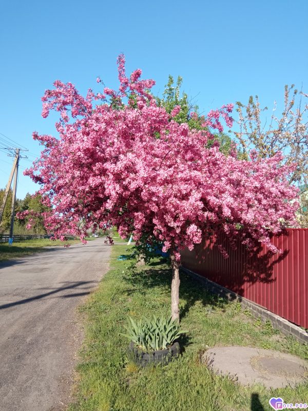 цветёт