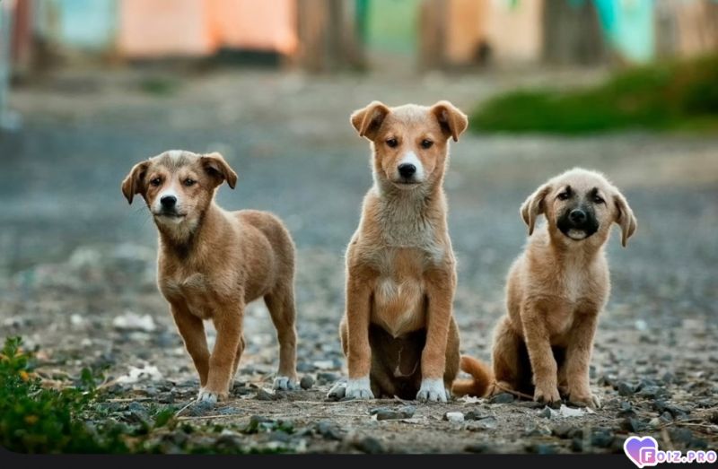 Миллей собачики