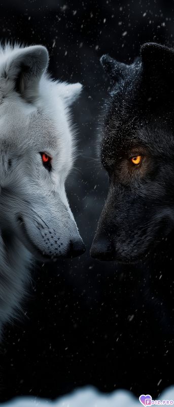 Белый волк и Чёрный волк