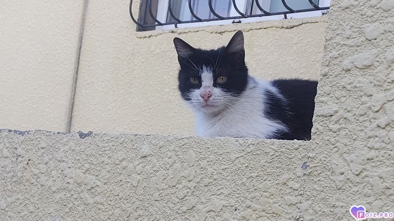 Моя кошка