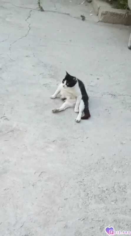 Моя кошка