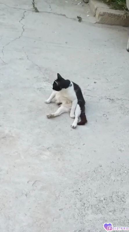 Моя кошка....