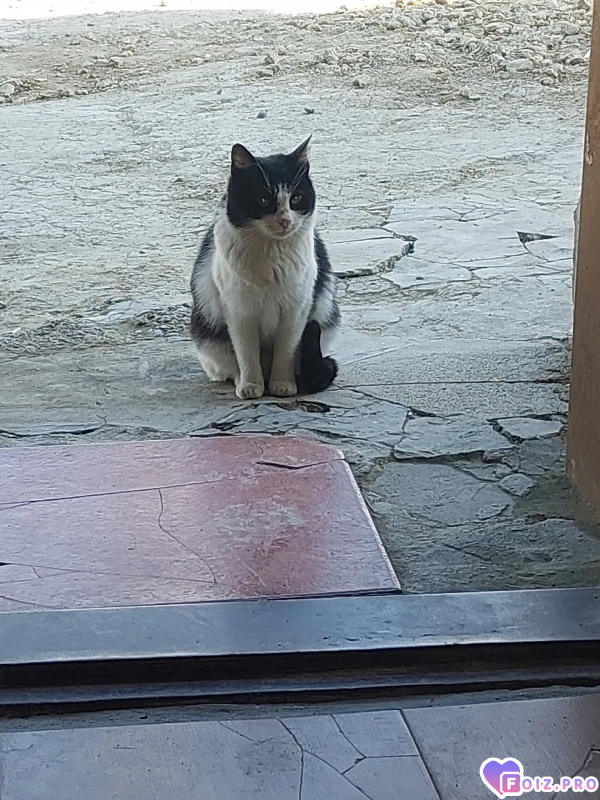 Моя кошка