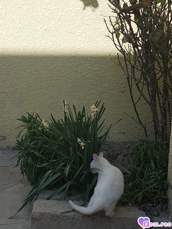 Кошка