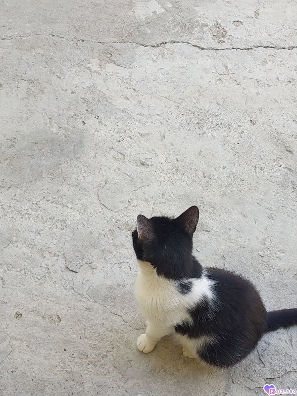 Кошка
