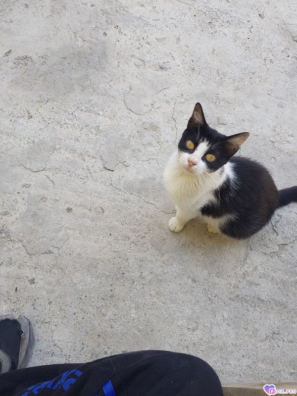 Кошка
