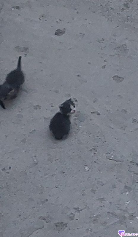 Котёнок