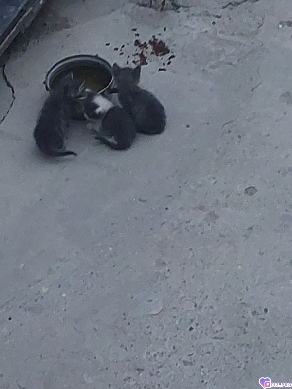 Котята
