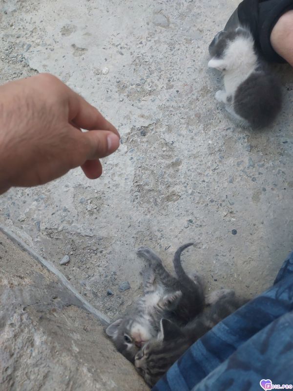 Котят милашки
