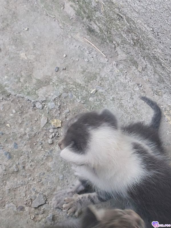 Котёнок