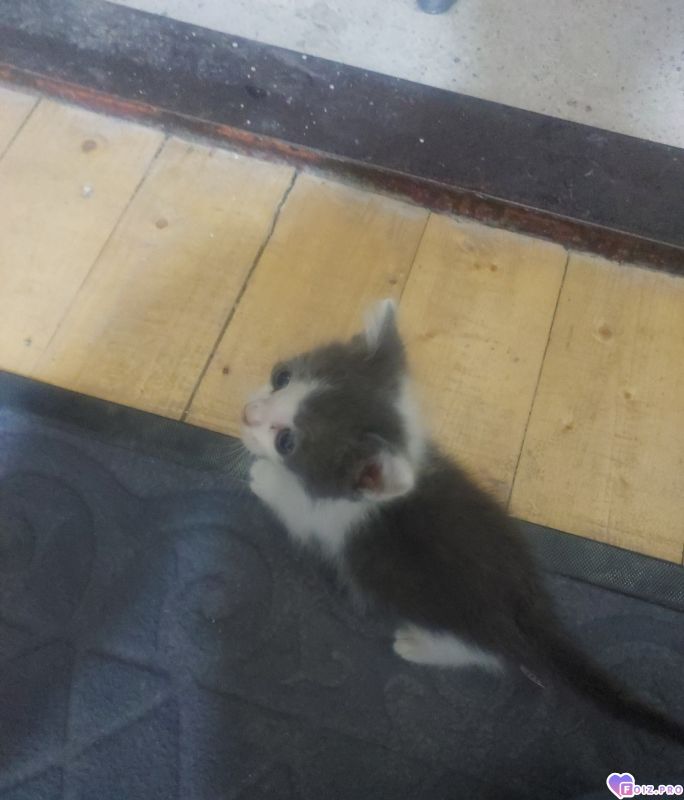Очень милый котёнок