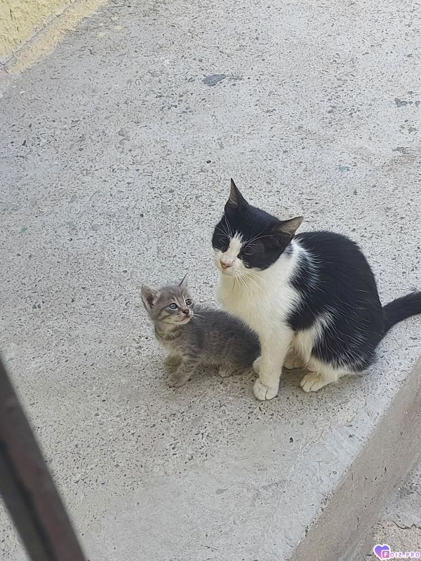 Котёнок и его мама