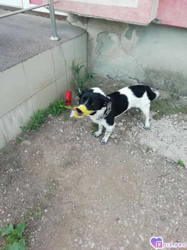 Интересный намордник