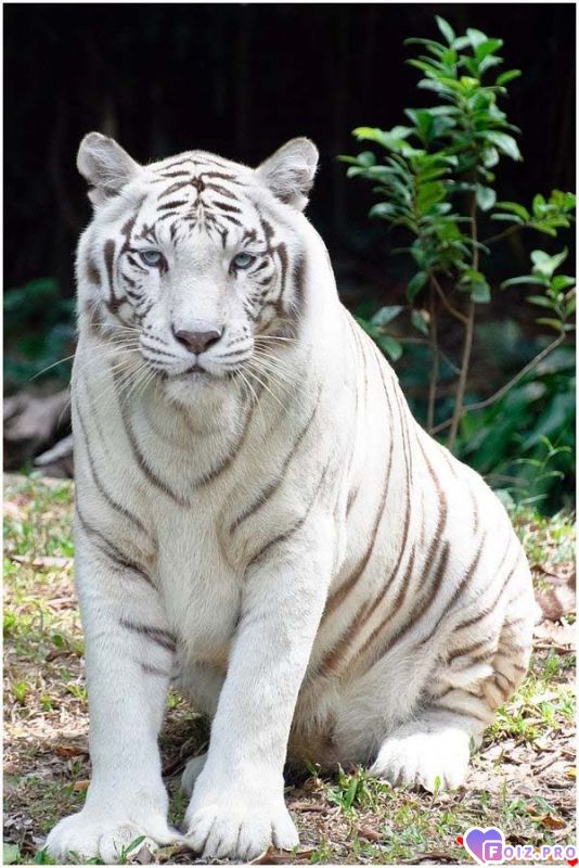 0_945ee_6625acf4_XXL