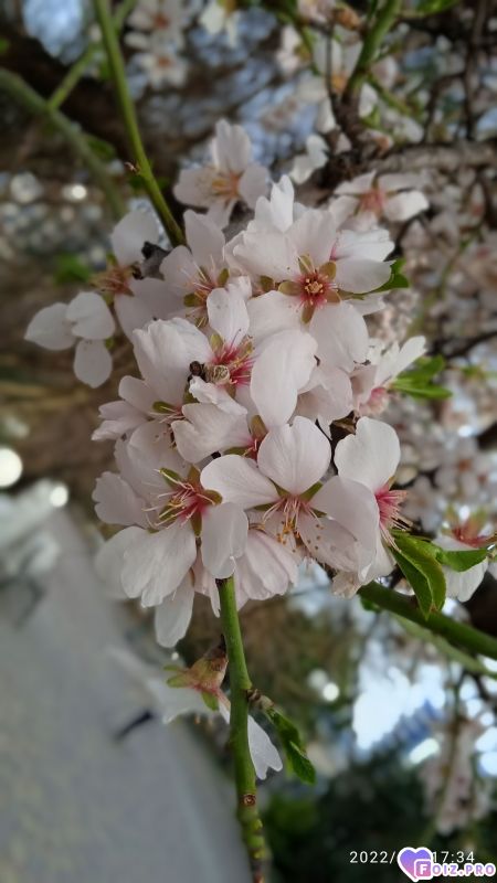 Миндаль у моря