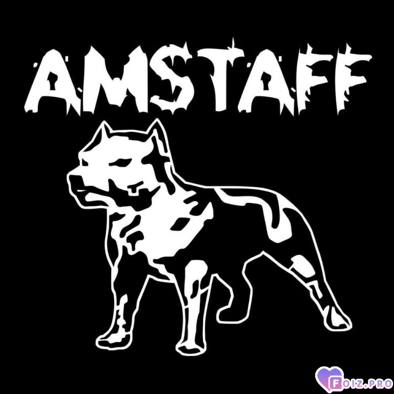 amstaff