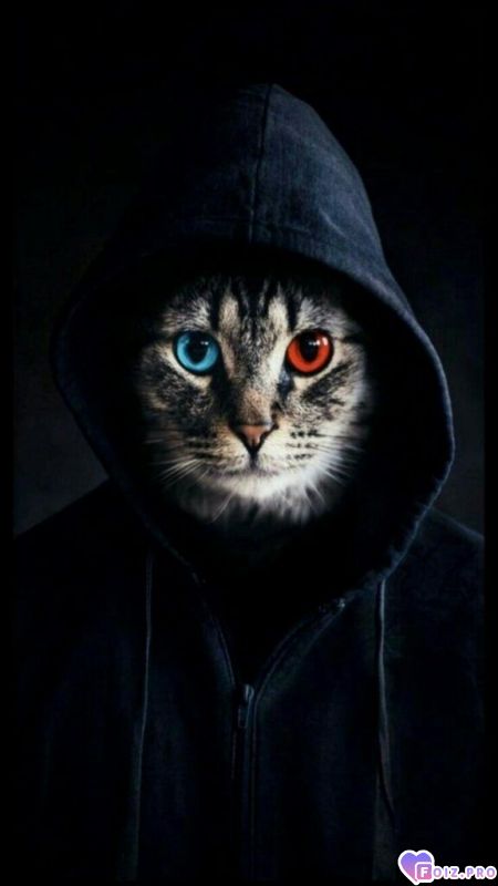 cat-170522-3-576x1024