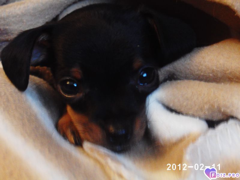 Моя лапочка. 