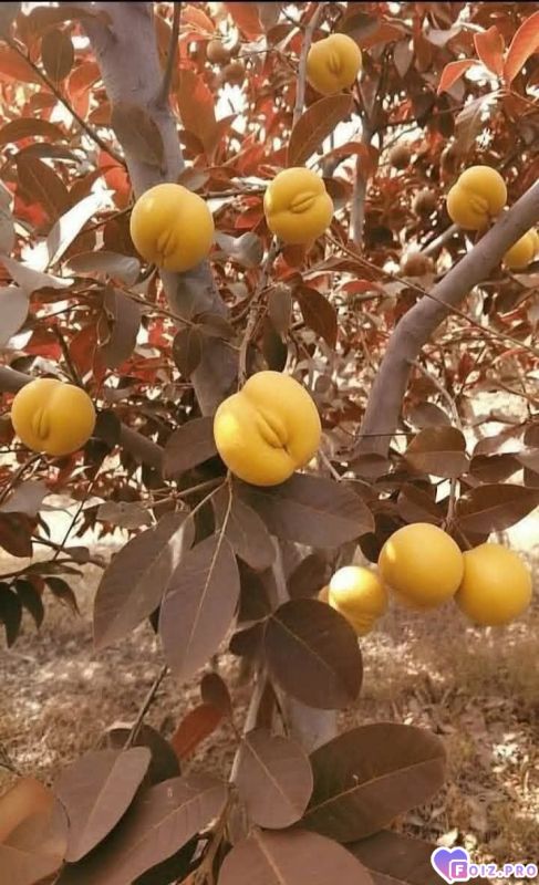 Витамины, фрукты)