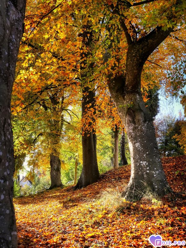 fall-8404115_1280