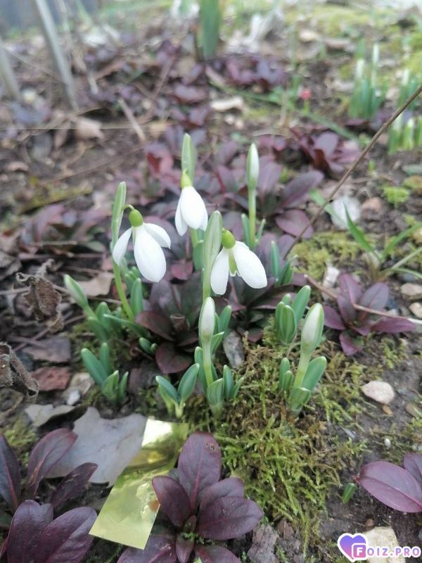 Подснежники_2026_