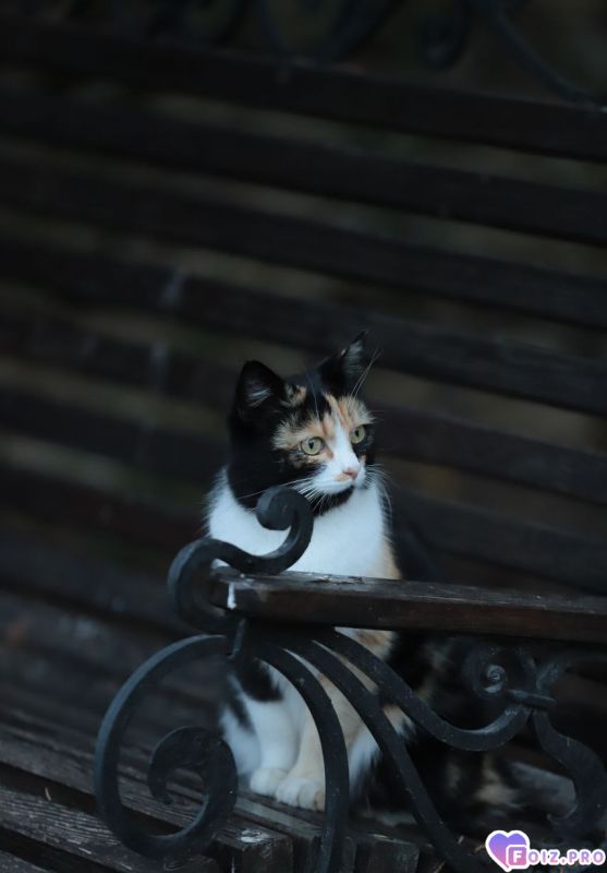 Свято-Климентовский монастырь.