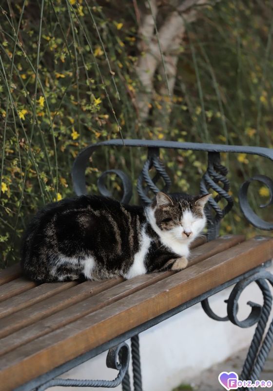 Свято-Климентовский монастырь.