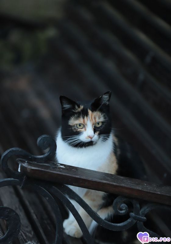 Свято-Климентовский монастырь.