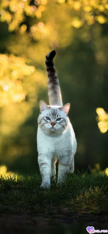 Важная походка