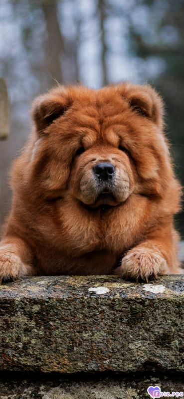 Похож на медвежонка