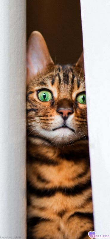 Подглядывает