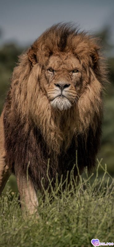 Я царь, меня должны слушаться