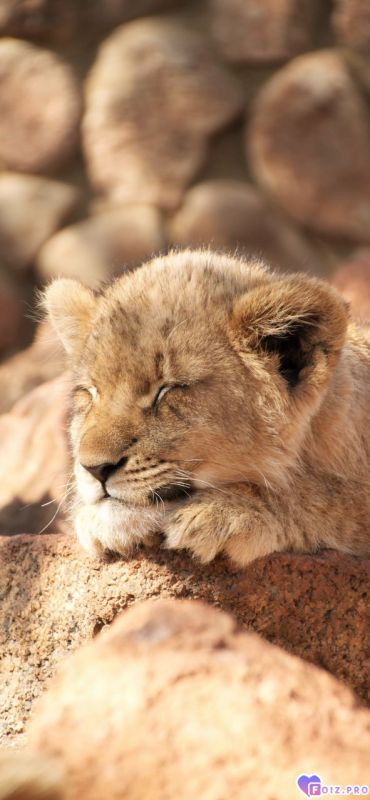 Дневной сон