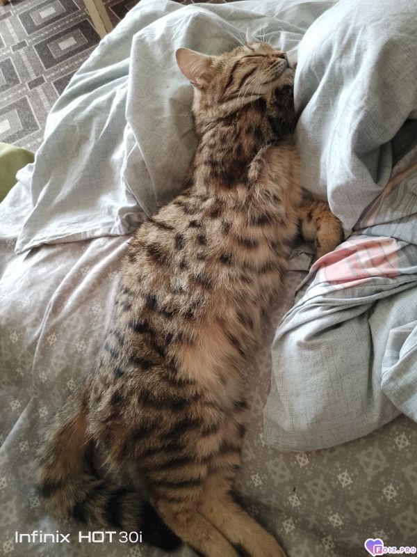 Феня (Фиона)