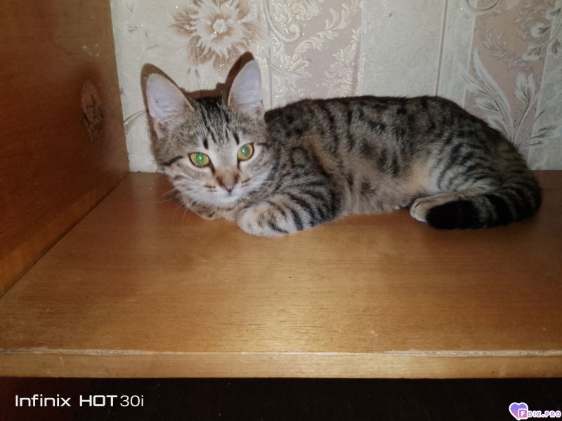 Феня (Фиона)