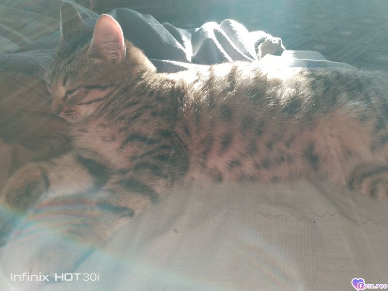 Феня (Фиона)