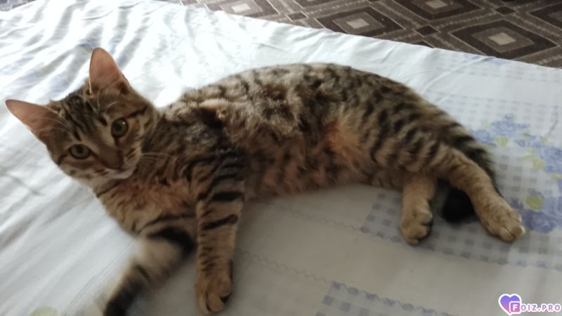 Феня (Фиона)