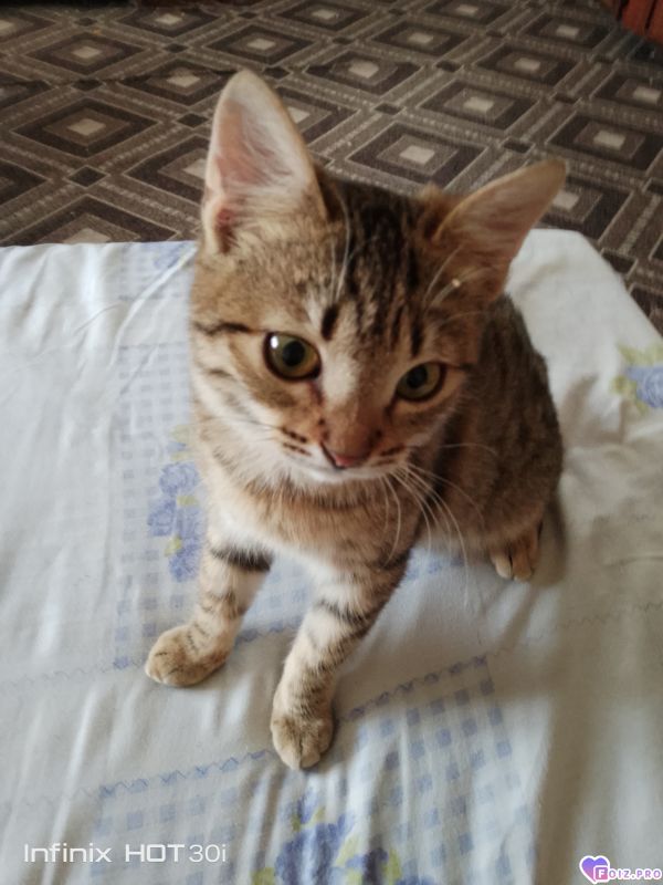 Феня (Фиона)