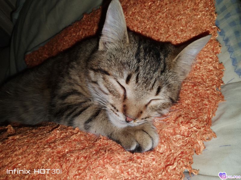 Феня (Фиона)