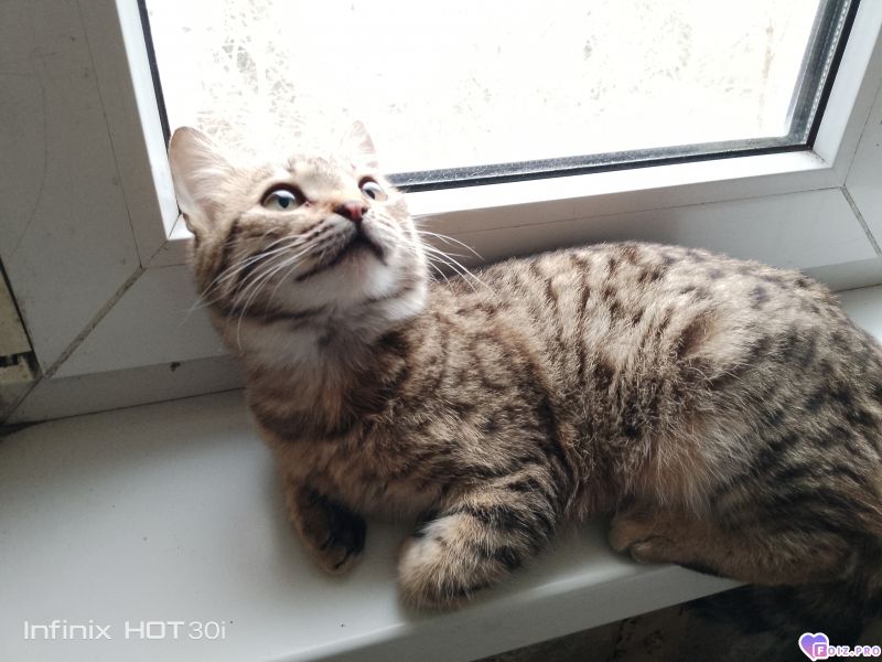 Феня (Фиона)