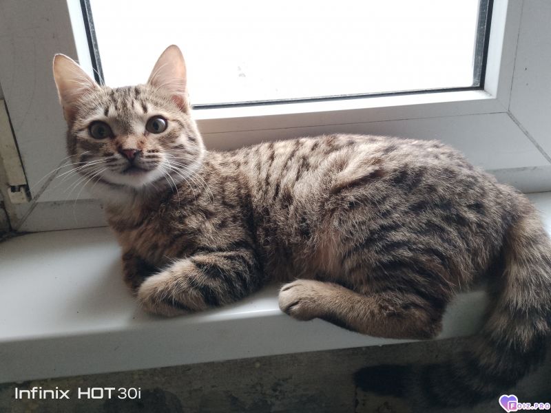 Феня (Фиона)